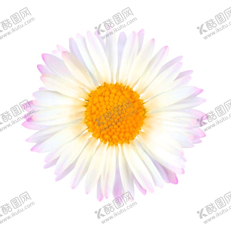 编号：78846306271142126256【酷图网】源文件下载-鲜花装饰