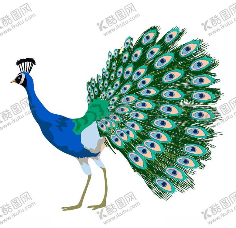 编号：33760211011956153984【酷图网】源文件下载-孔雀