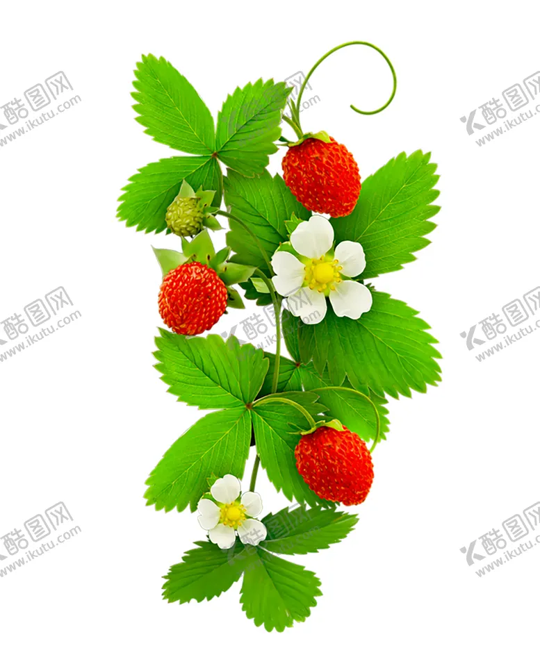 编号：40843910112030342342【酷图网】源文件下载-水果