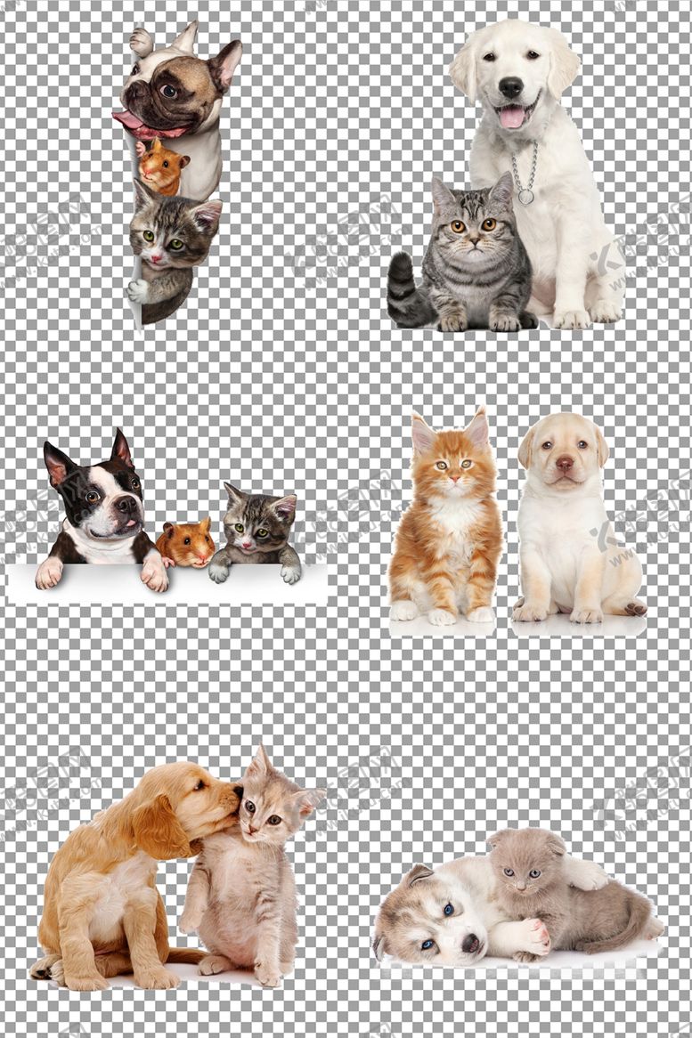 编号：30172506232107416293【酷图网】源文件下载-宠物猫咪与宠物狗