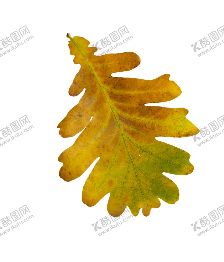 编号：29042110060713187233【酷图网】源文件下载-枫叶