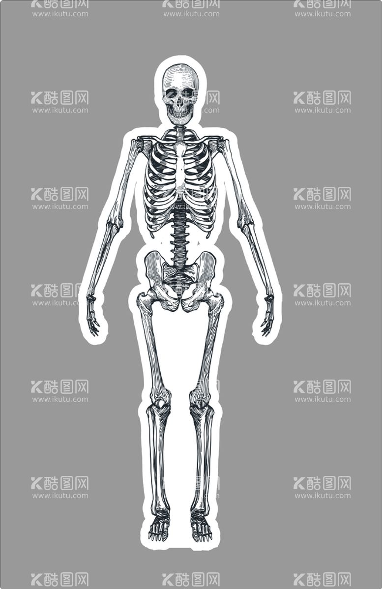 编号：62958811190209093812【酷图网】源文件下载-道具骷髅