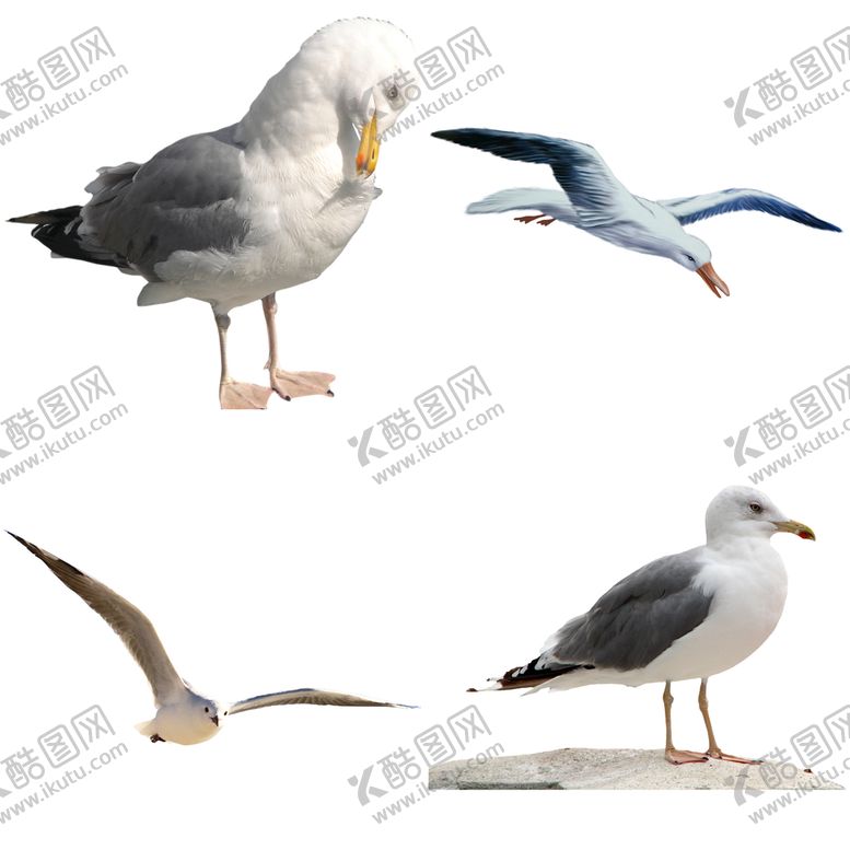 编号：90251409181947556739【酷图网】源文件下载-海鸥