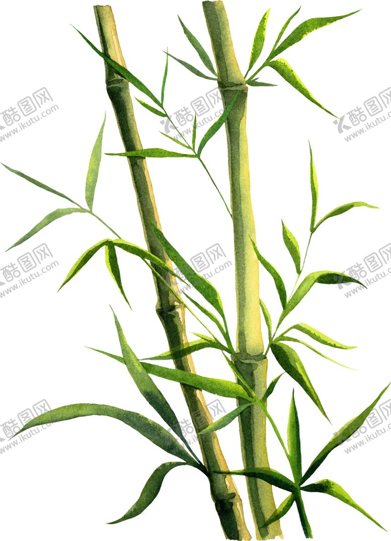 编号：49280109260645304693【酷图网】源文件下载-竹子树叶素材