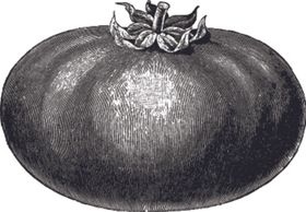 素描手绘蔬菜