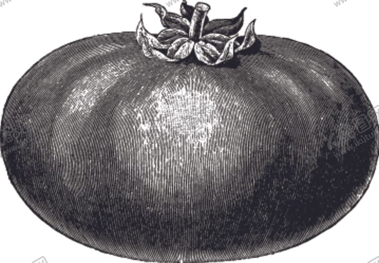 编号：45746609240742421288【酷图网】源文件下载-素描手绘蔬菜