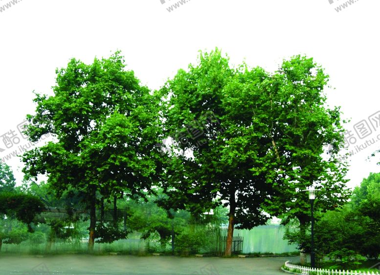 编号：74217009160343066989【酷图网】源文件下载-树素材