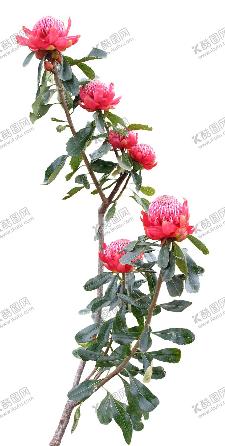 编号：84922106242312594276【酷图网】源文件下载-免扣花卉素材