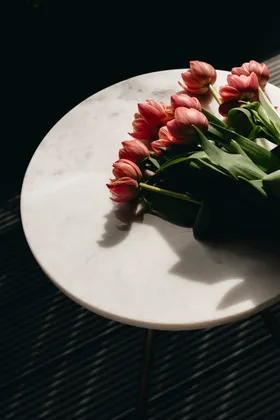 郁金香摄影花卉花朵自然景观