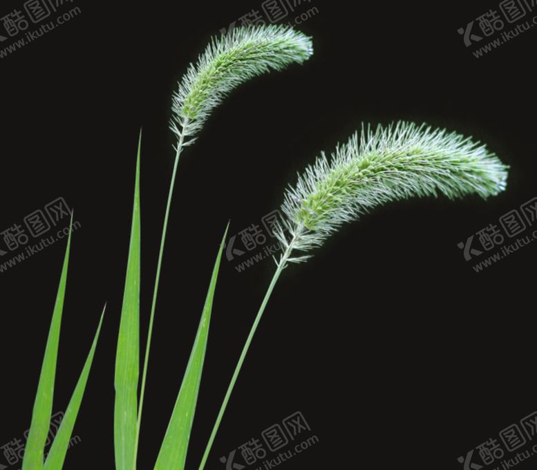 编号：73443509221637155317【酷图网】源文件下载-狗尾巴草