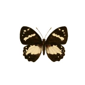 蝴蝶