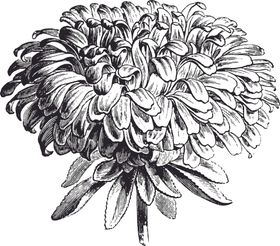 线描植物花卉边框