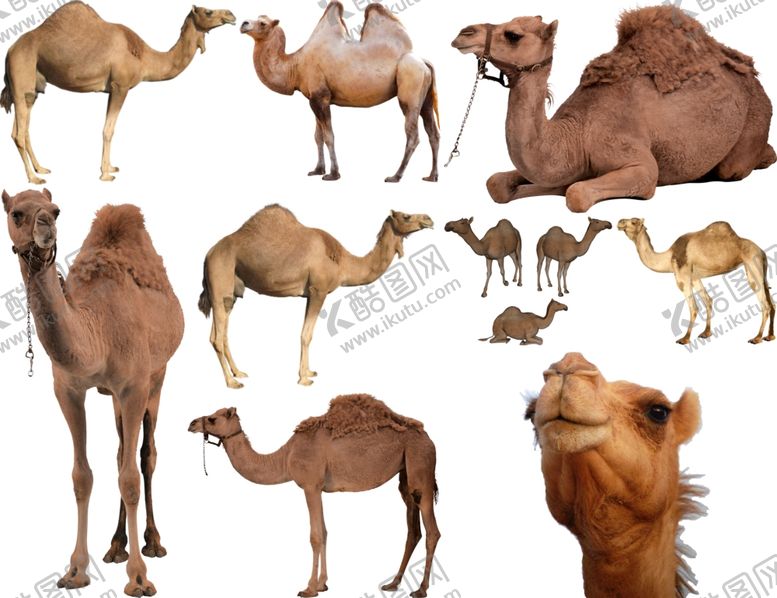 编号：40600609220953184117【酷图网】源文件下载-骆驼png免扣高清素材