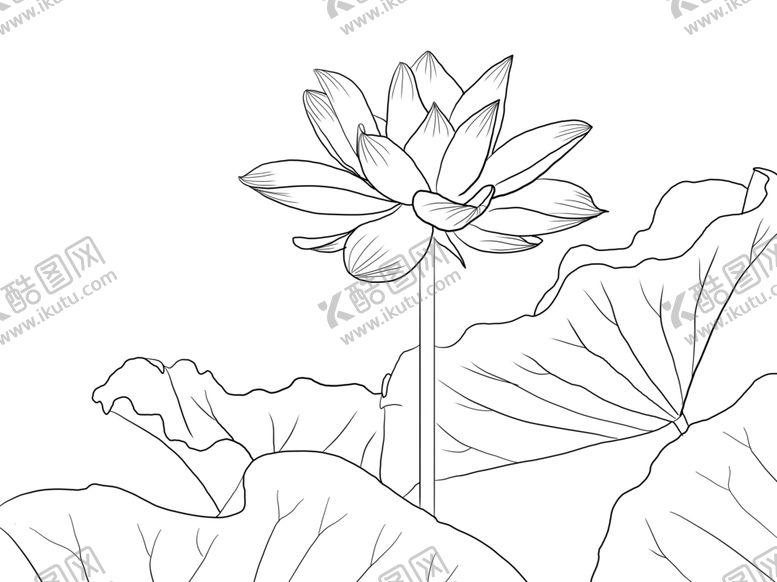 编号：81210610091507494597【酷图网】源文件下载-荷花