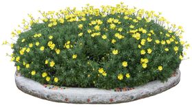 矮花卉