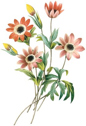 植物花卉油画装饰画