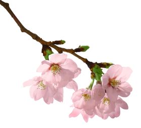 樱花树枝