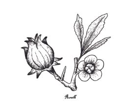 素描水果