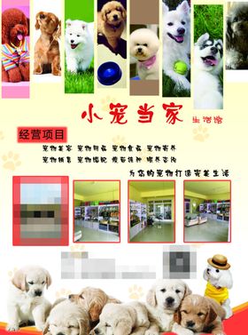 宠物店宣传单，宠物海报
