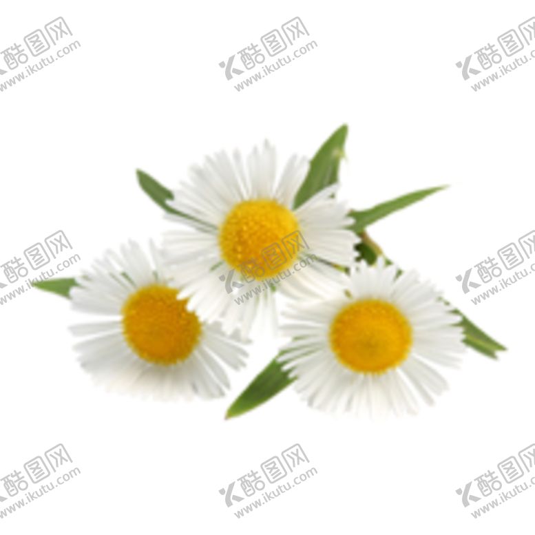 编号：63718405030034588426【酷图网】源文件下载-洋甘菊免扣png图片
