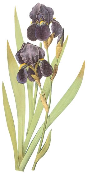 植物花卉油画装饰画