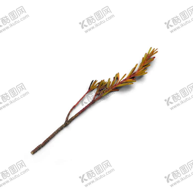 编号：34980309271001125491【酷图网】源文件下载-松针