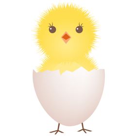 小鸡