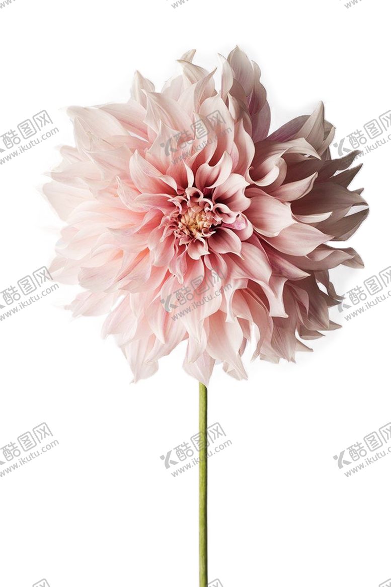 编号：46431409191740227040【酷图网】源文件下载-七夕素材