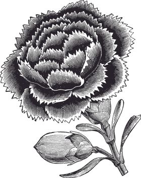 线描仙人掌植物