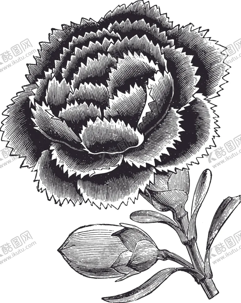 编号：33643106232306538898【酷图网】源文件下载-线描植物