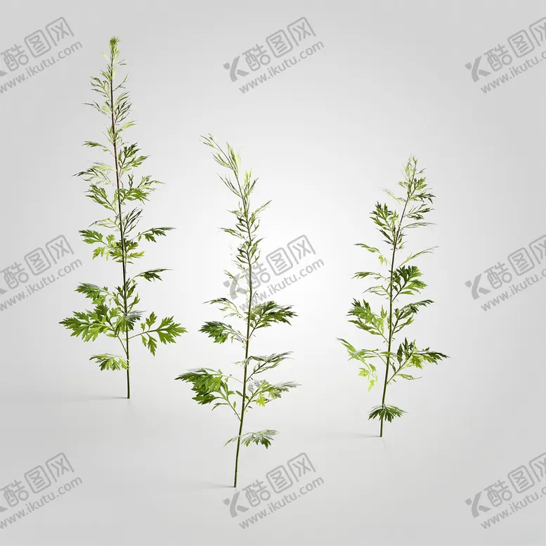 编号：16643401291033311458【酷图网】源文件下载-C4D模型绿色植物