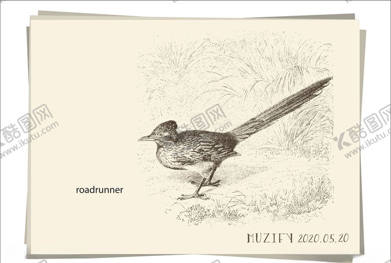 编号：71480310060352366713【酷图网】源文件下载-走鹃鸟类手绘稿