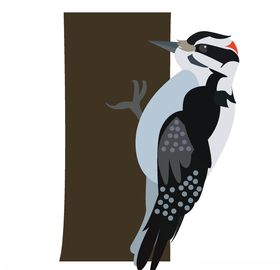 矢量插画啄木鸟