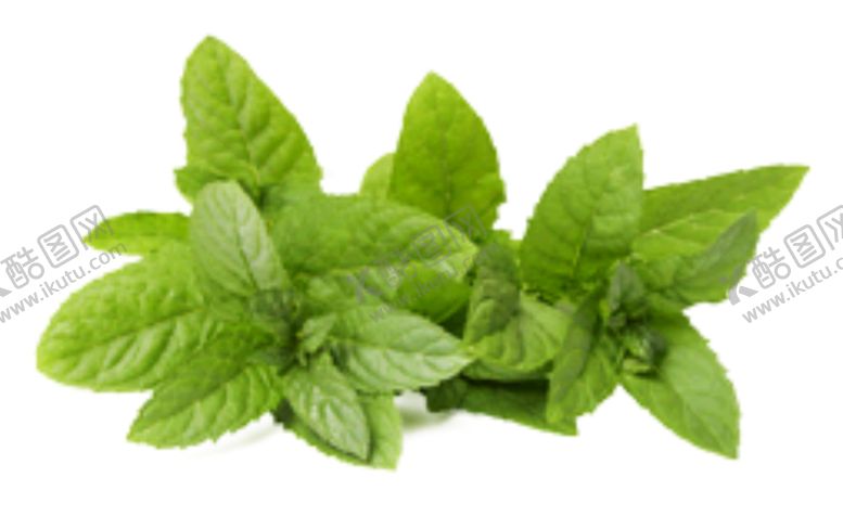 编号：11610910290730298635【酷图网】源文件下载-树叶