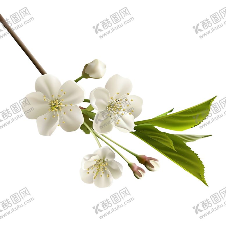 编号：41068105152226472259【酷图网】源文件下载-手绘植物花卉