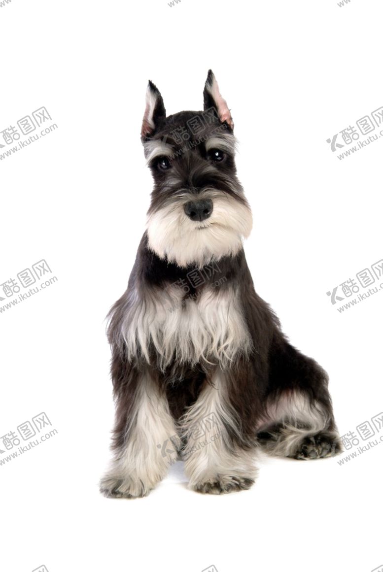 编号：55297010310009021638【酷图网】源文件下载-雪纳瑞