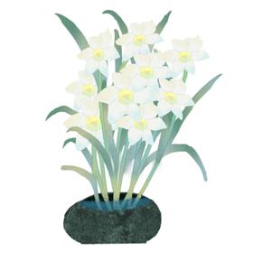 水仙花插画