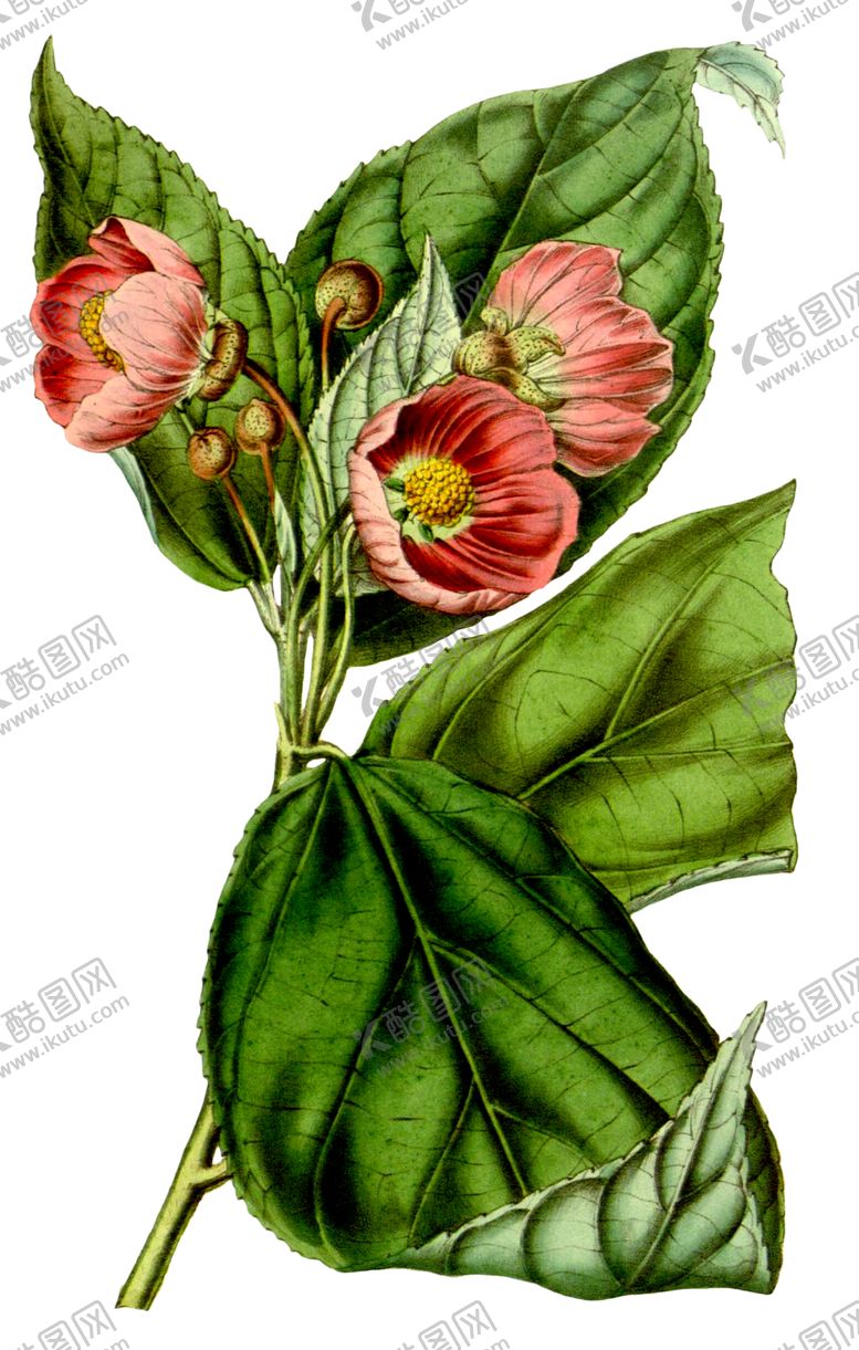 编号：51185010070843463051【酷图网】源文件下载-复古花朵植物图案