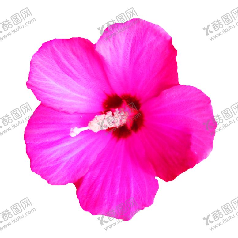 编号：11612210220929364018【酷图网】源文件下载-浪漫素材