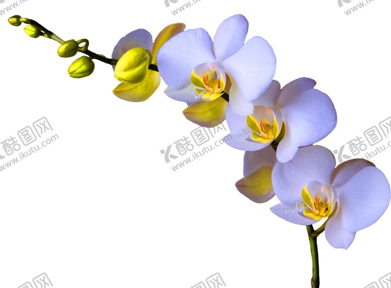 编号：12725309201030533704【酷图网】源文件下载-浪漫素材