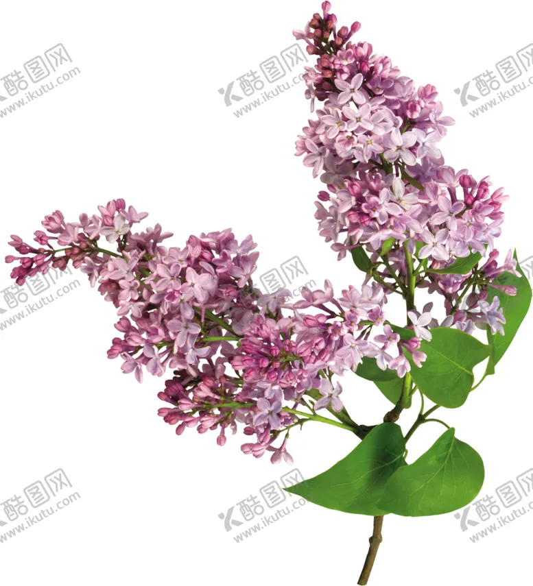 编号：84874806282301319940【酷图网】源文件下载-丁香花