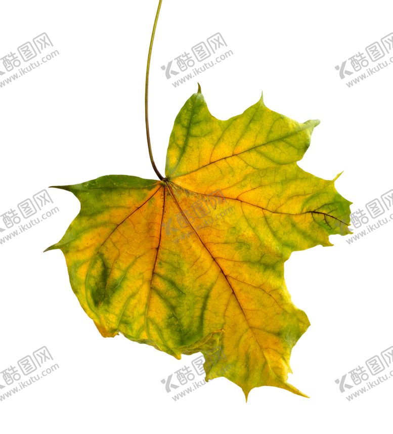 编号：26398910301755304615【酷图网】源文件下载-枫叶