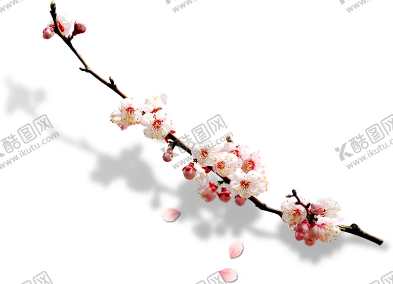 编号：55862806240247185959【酷图网】源文件下载-梅花