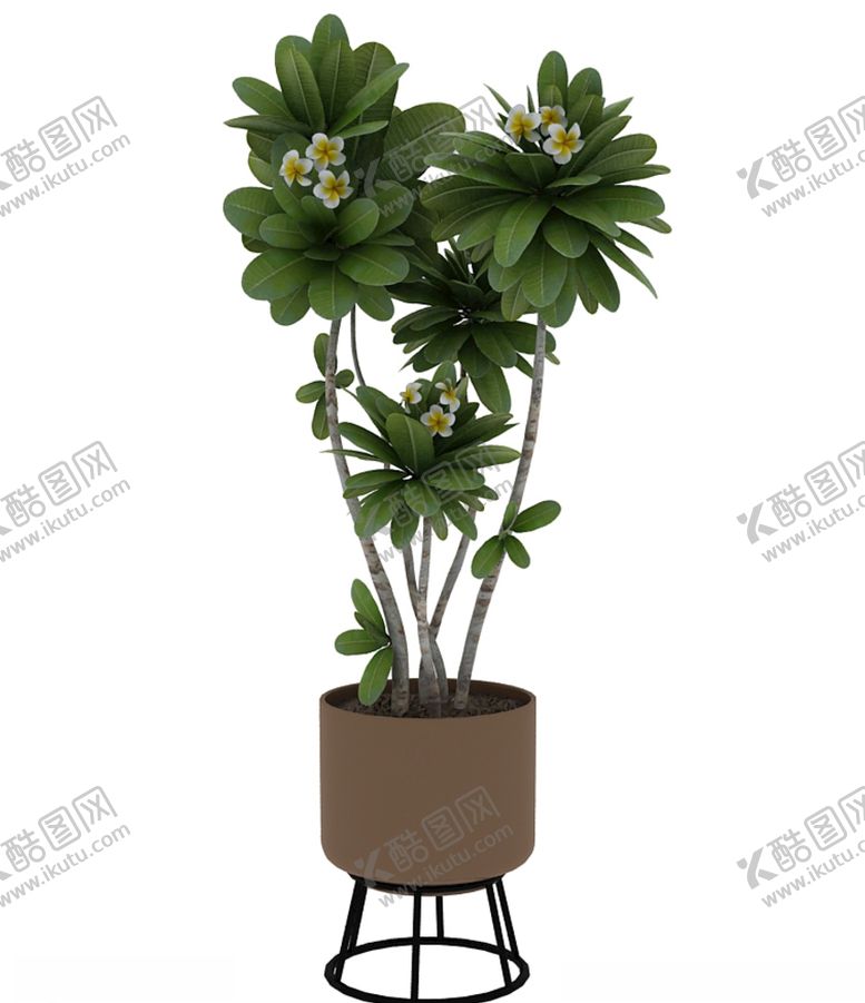 编号：96861510252242125700【酷图网】源文件下载-鸡蛋花3d模型