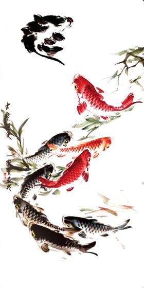 鲤鱼