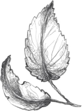 玫瑰花素叶片描绘画