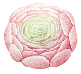 水彩植物