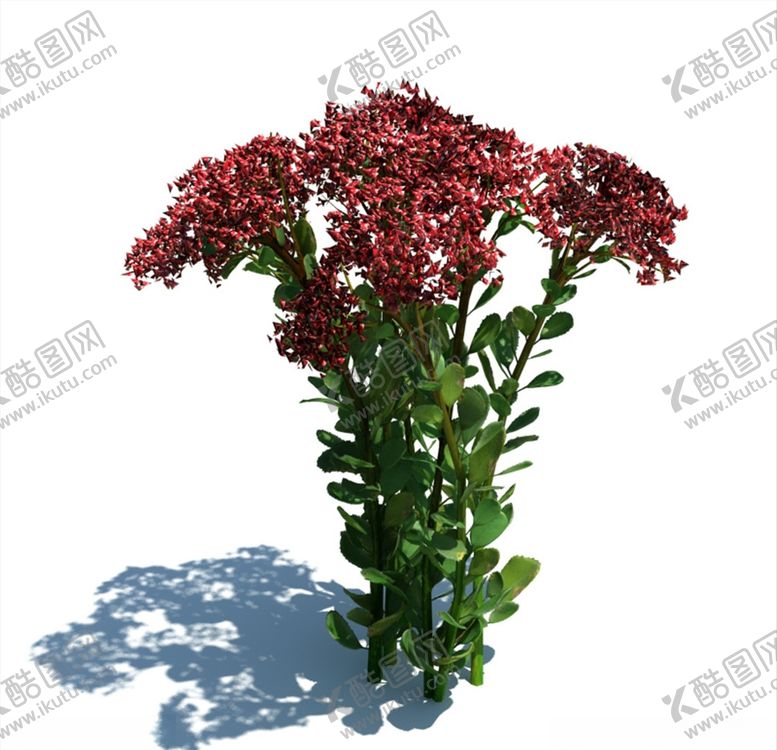 编号：68166107011506059267【酷图网】源文件下载-长寿花