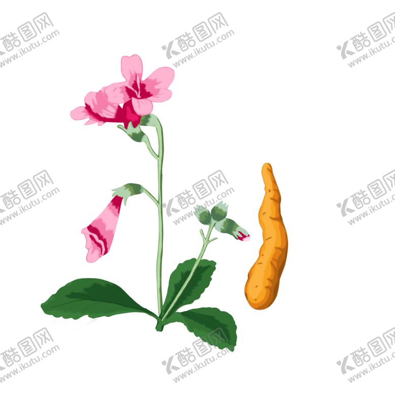 编号：98285207132331106465【酷图网】源文件下载-地黄