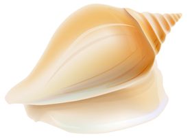 贝壳